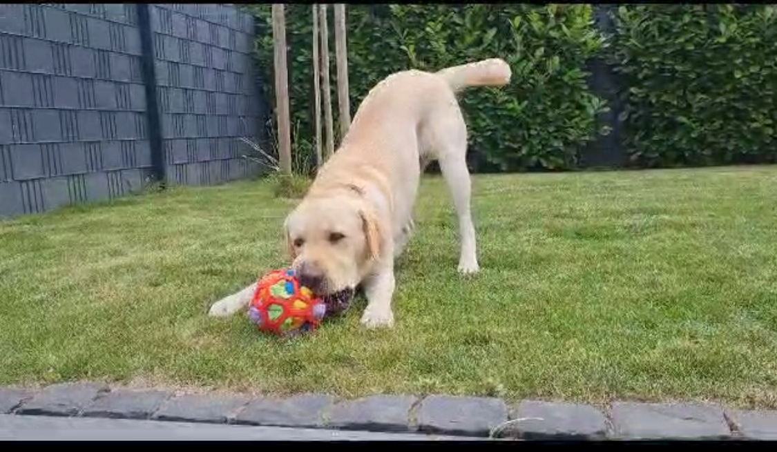 Schnüffelball