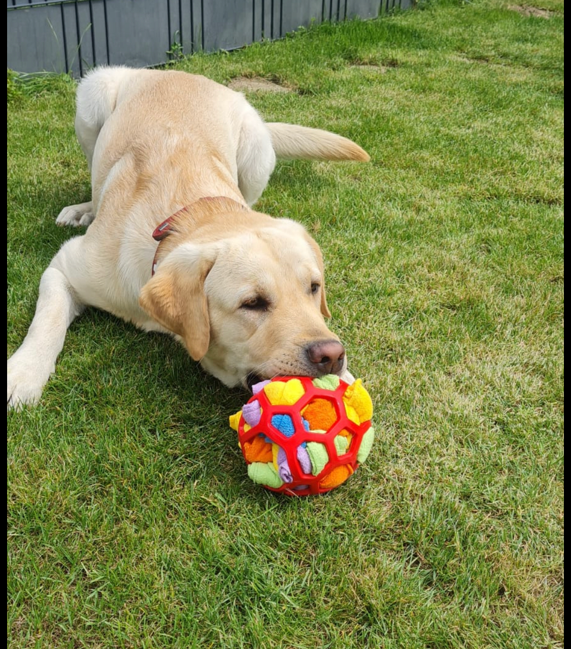 Schnüffelball